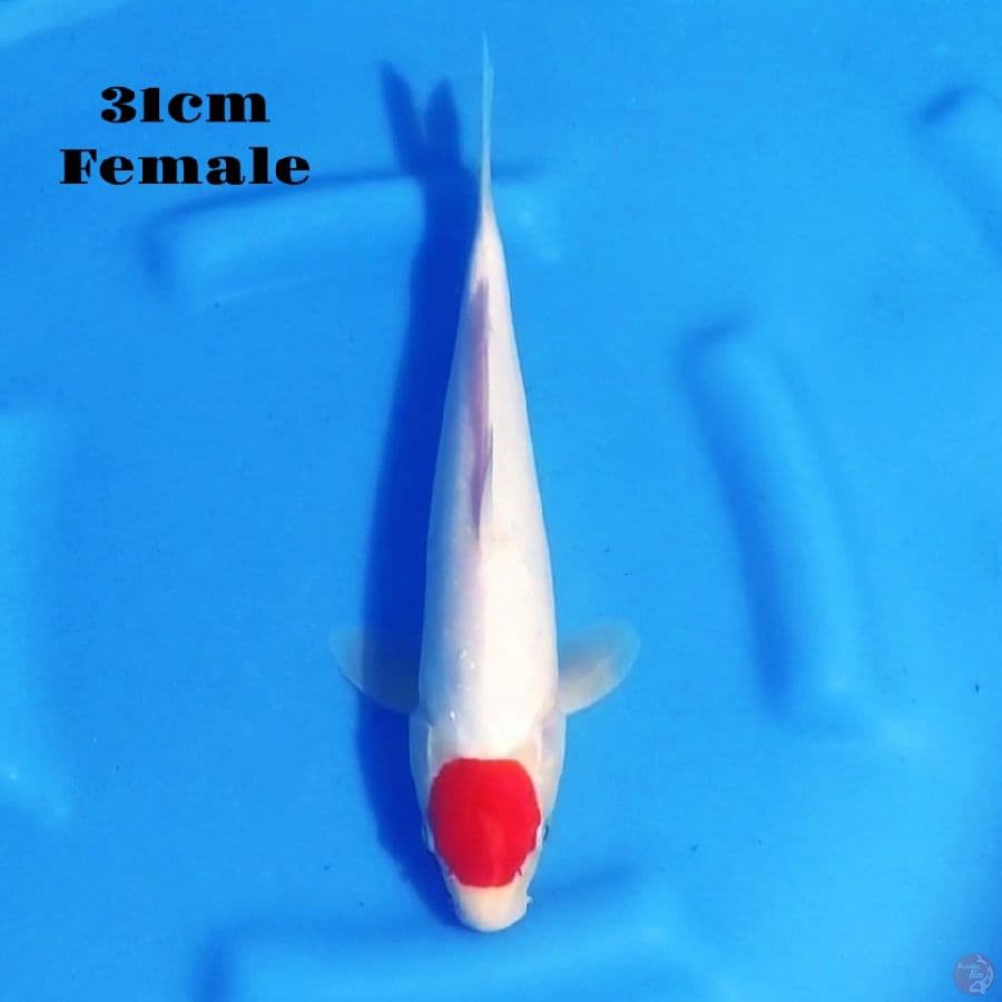 16. TANCHO KOHAKU 31CM FEMALE