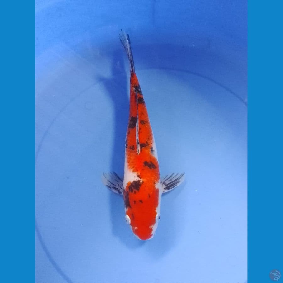 showa 35cm / M