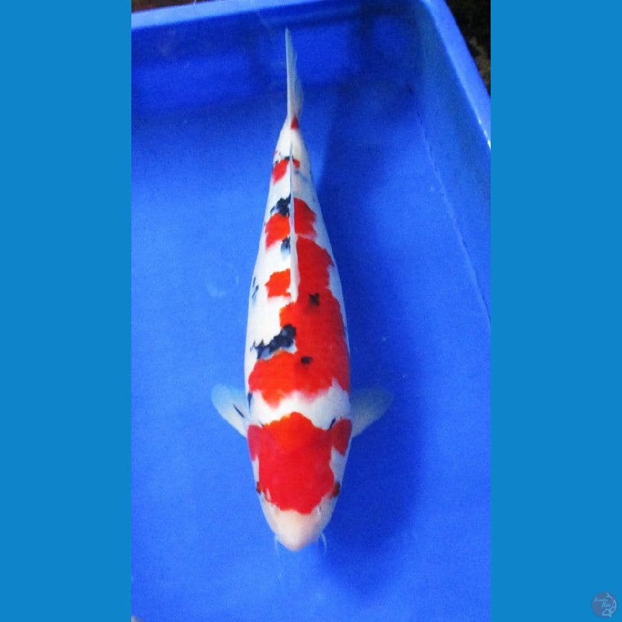 sanke ±40cm