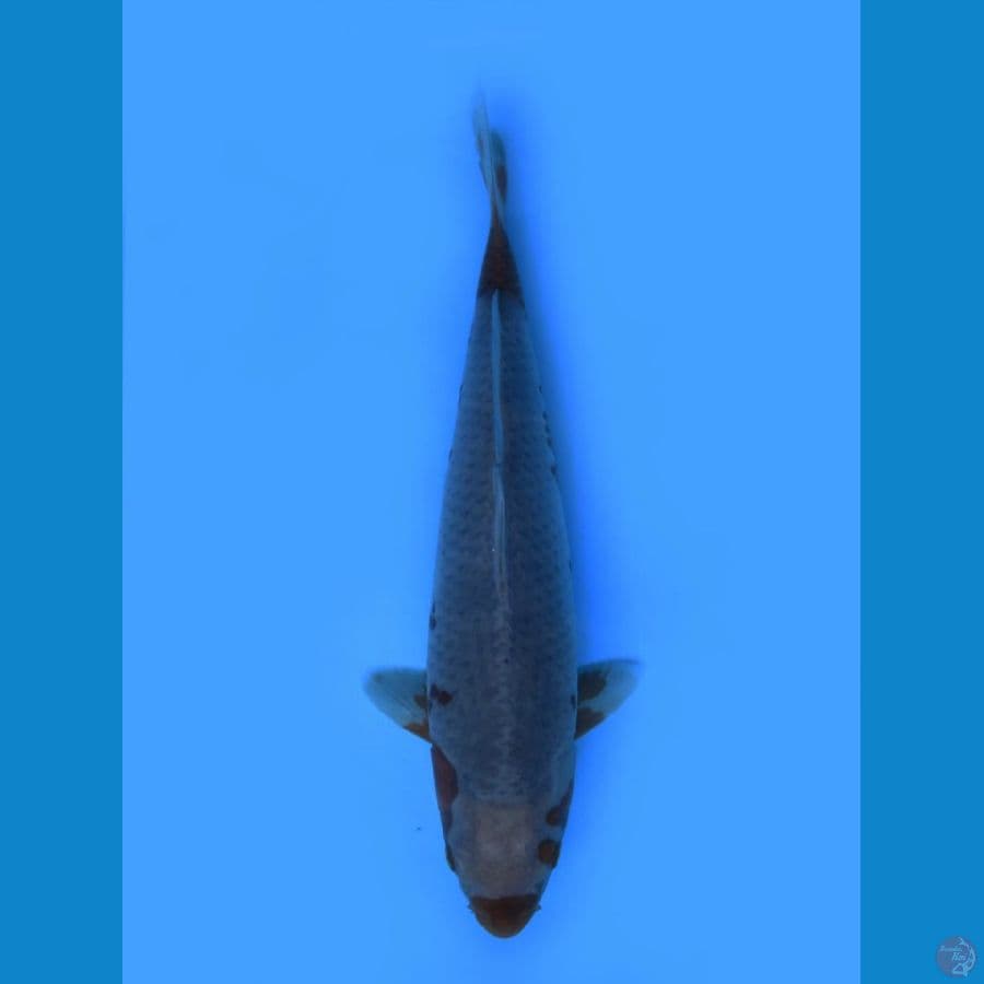 langka asagi ociba 40cm