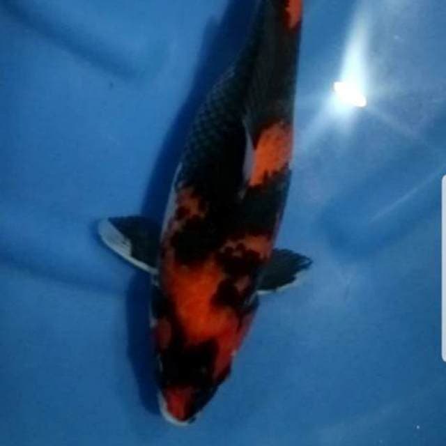 Showa Sansoku