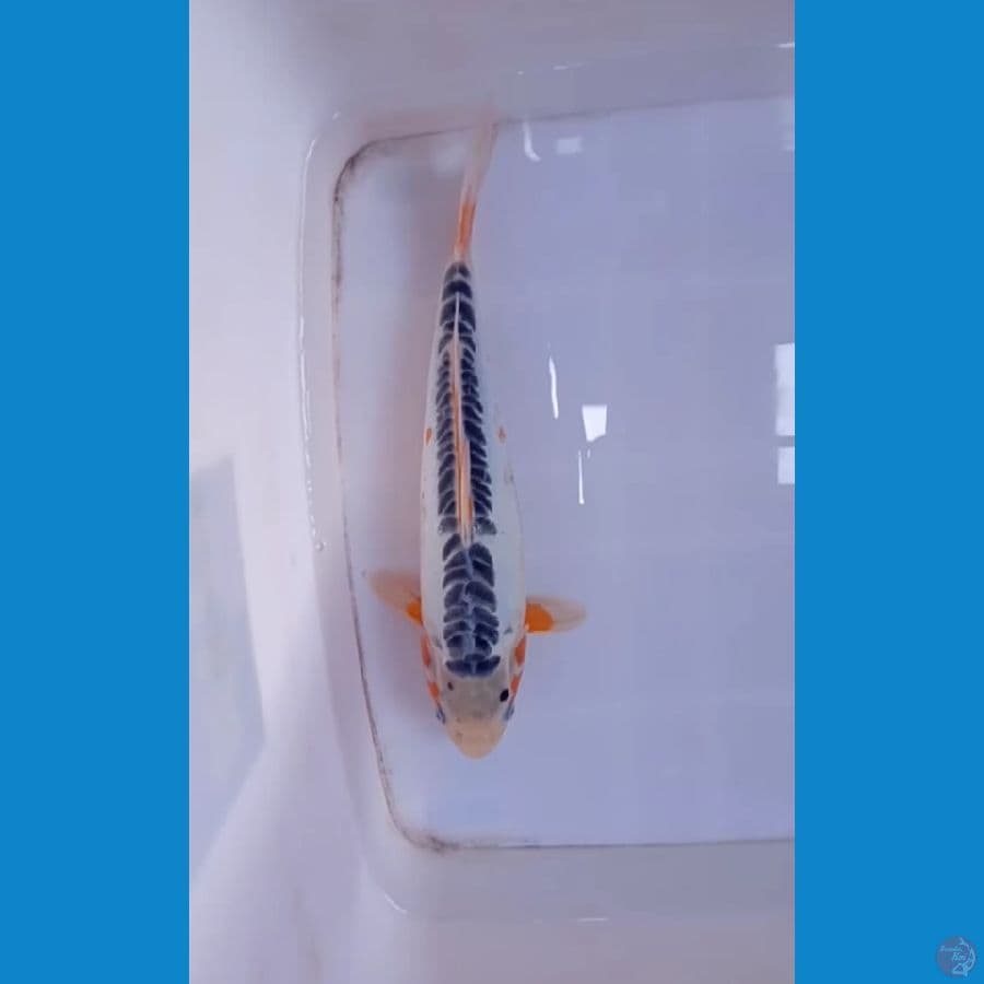 susui