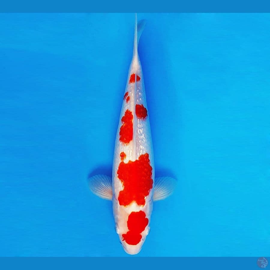 RONIN 3 - KOHAKU GIN RIN 30 cm/fm ®