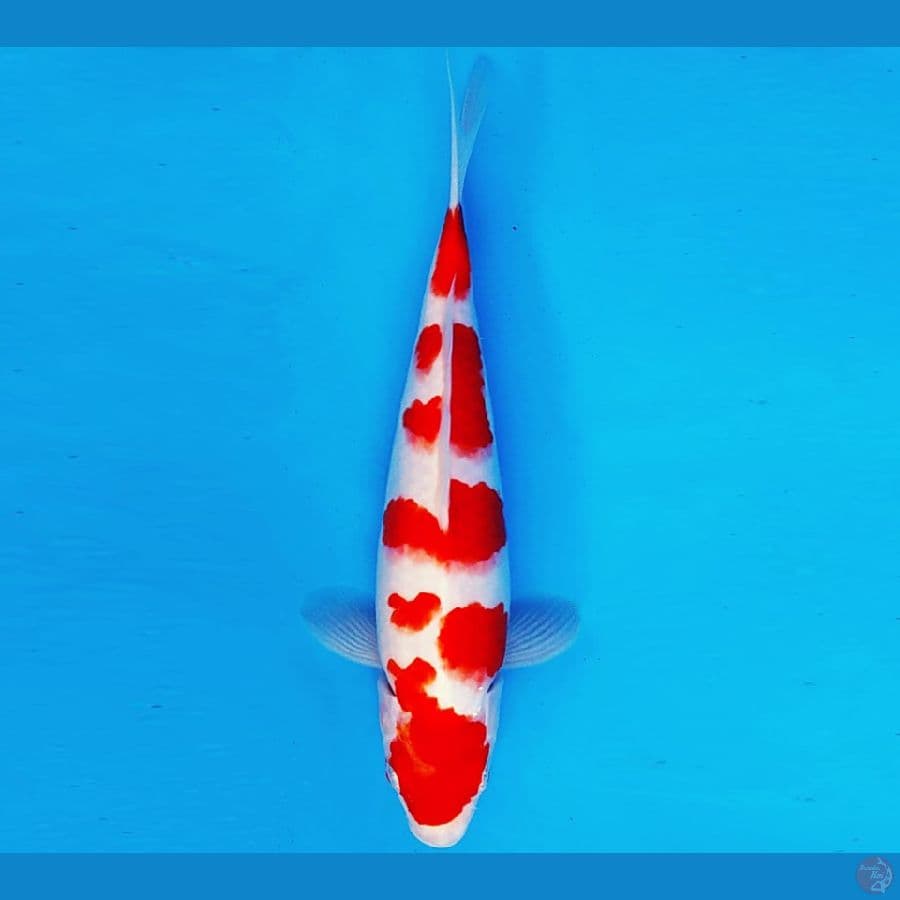 RONIN 7 - KOHAKU 27 cm/fm ®