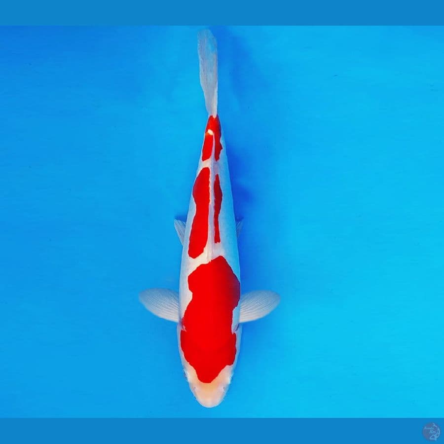 RONIN 10 - KOHAKU DOITSU 29 cm/male ®