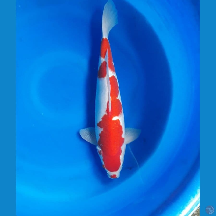 Kohaku 45 cm