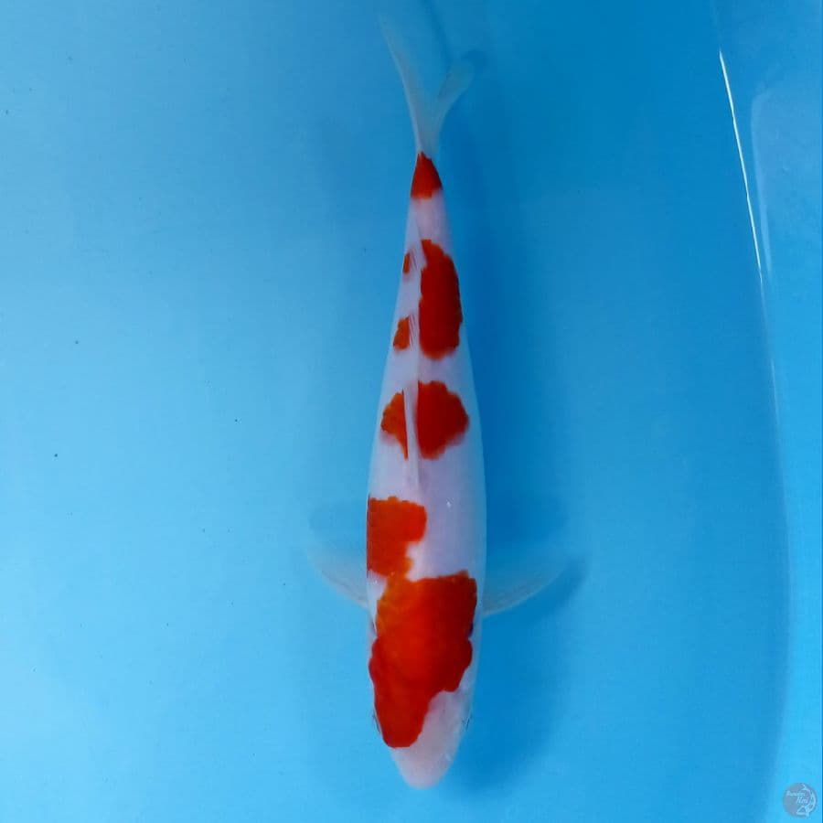 kohaku, 22 cm