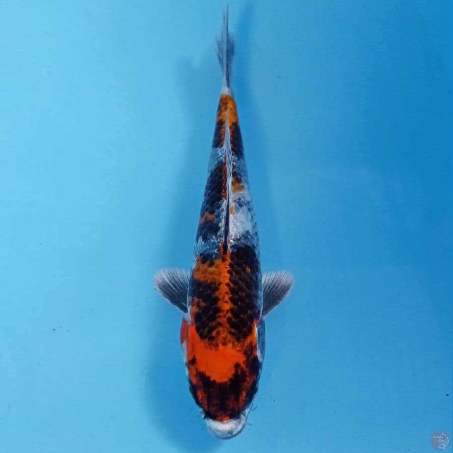 kin showa, 19 cm