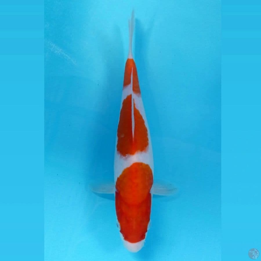 kohaku, 25 cm