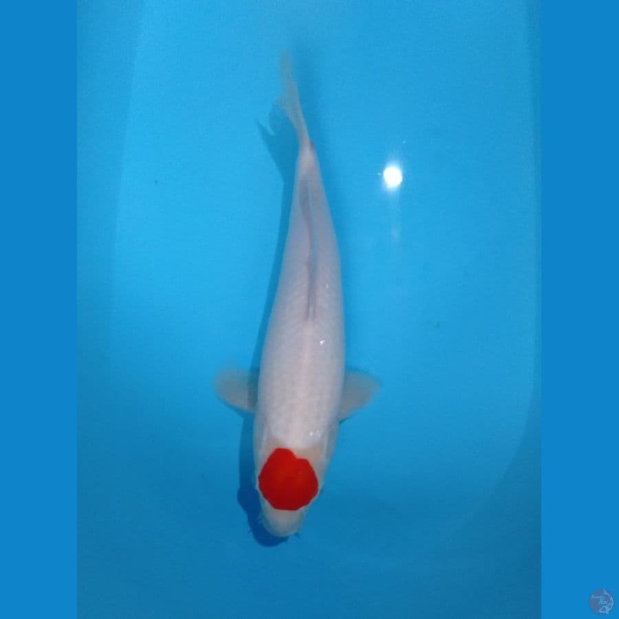tancho kohaku 36cm F