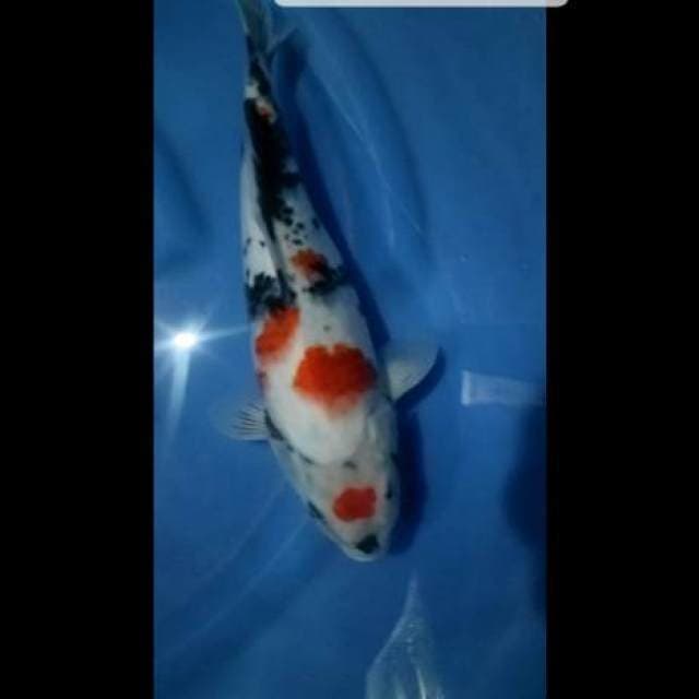 Maruten Showa