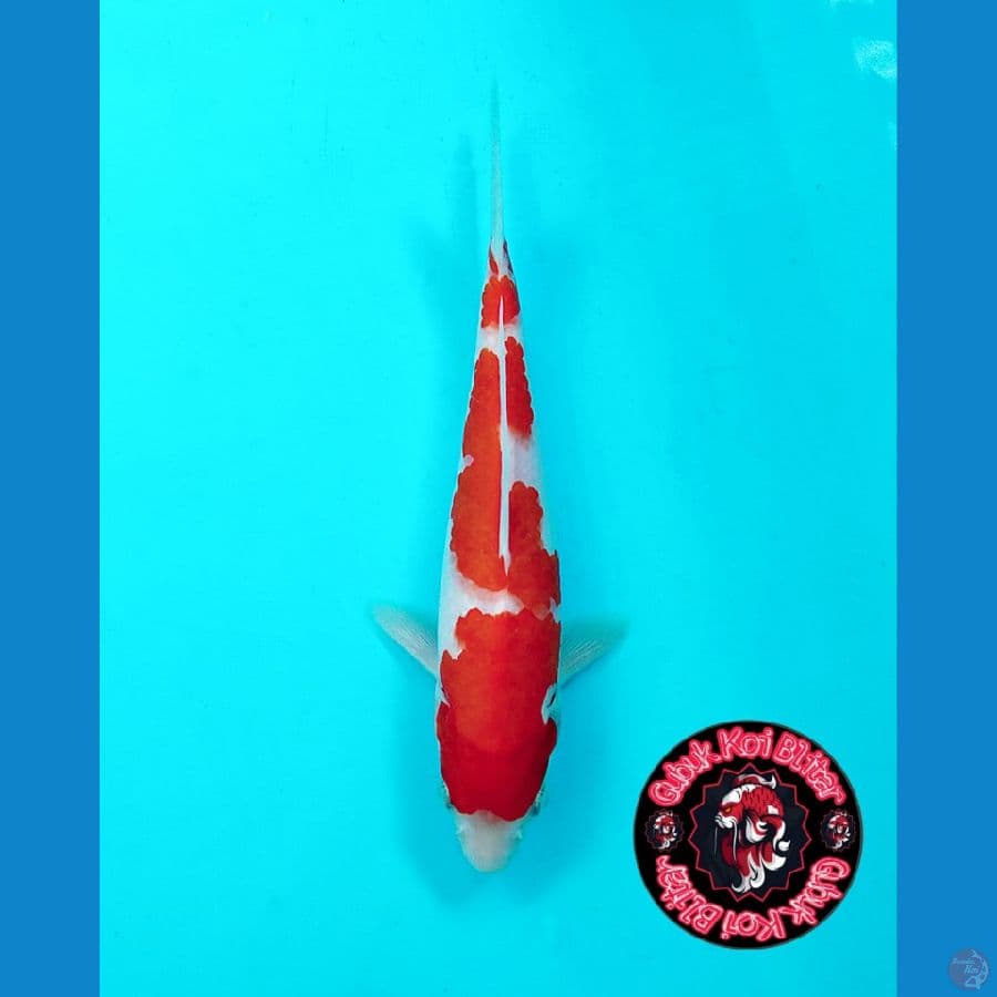 BABY 2 ~ Kohaku 3 Step