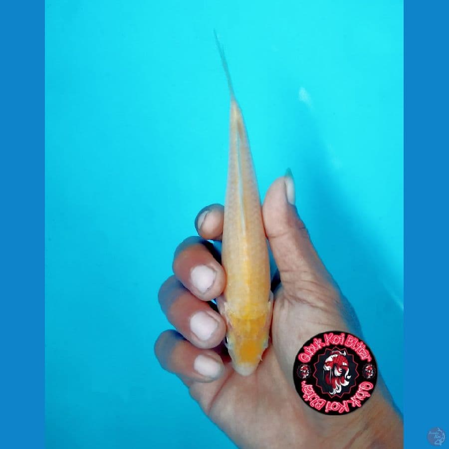 BABY 3 ~ Karashi Jagung mm