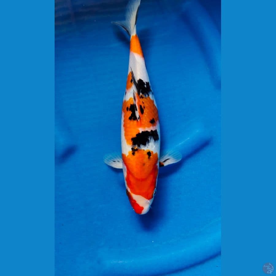 sanke 31cm