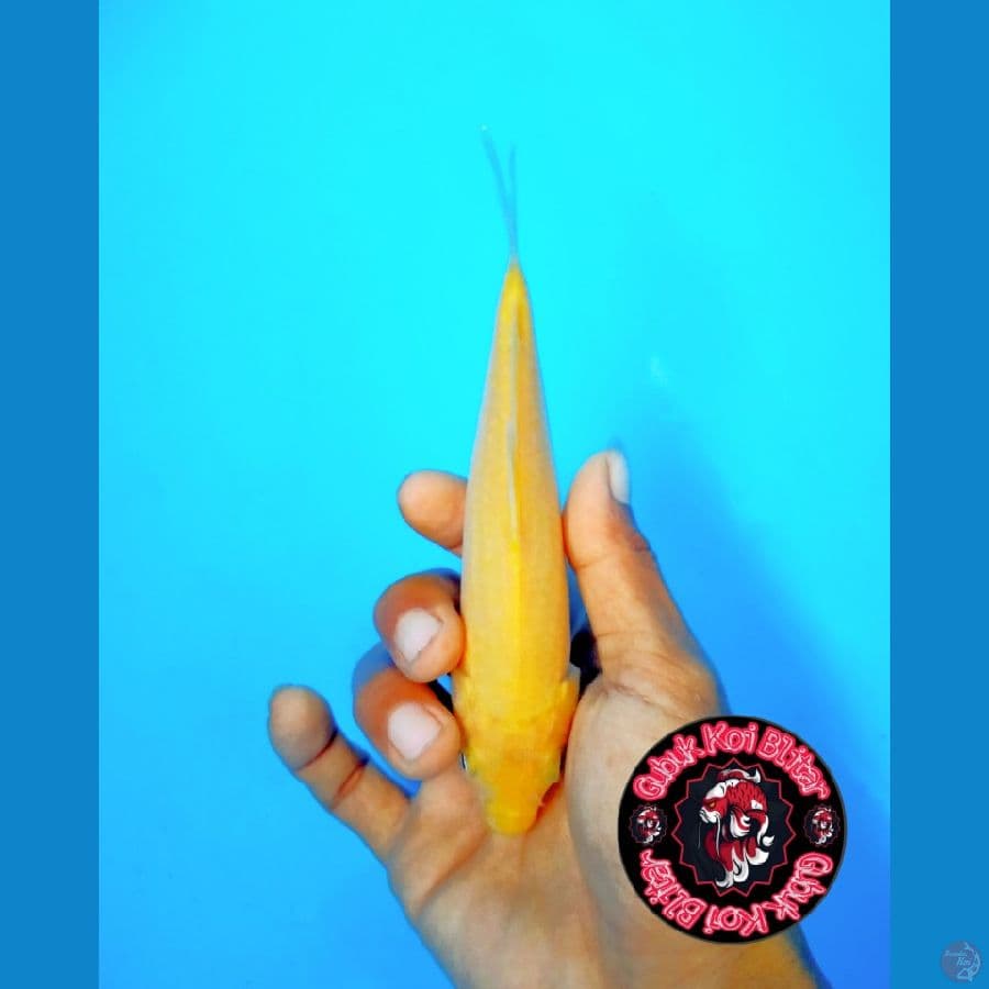 BABY 5 ~ Karashi Lemon mm