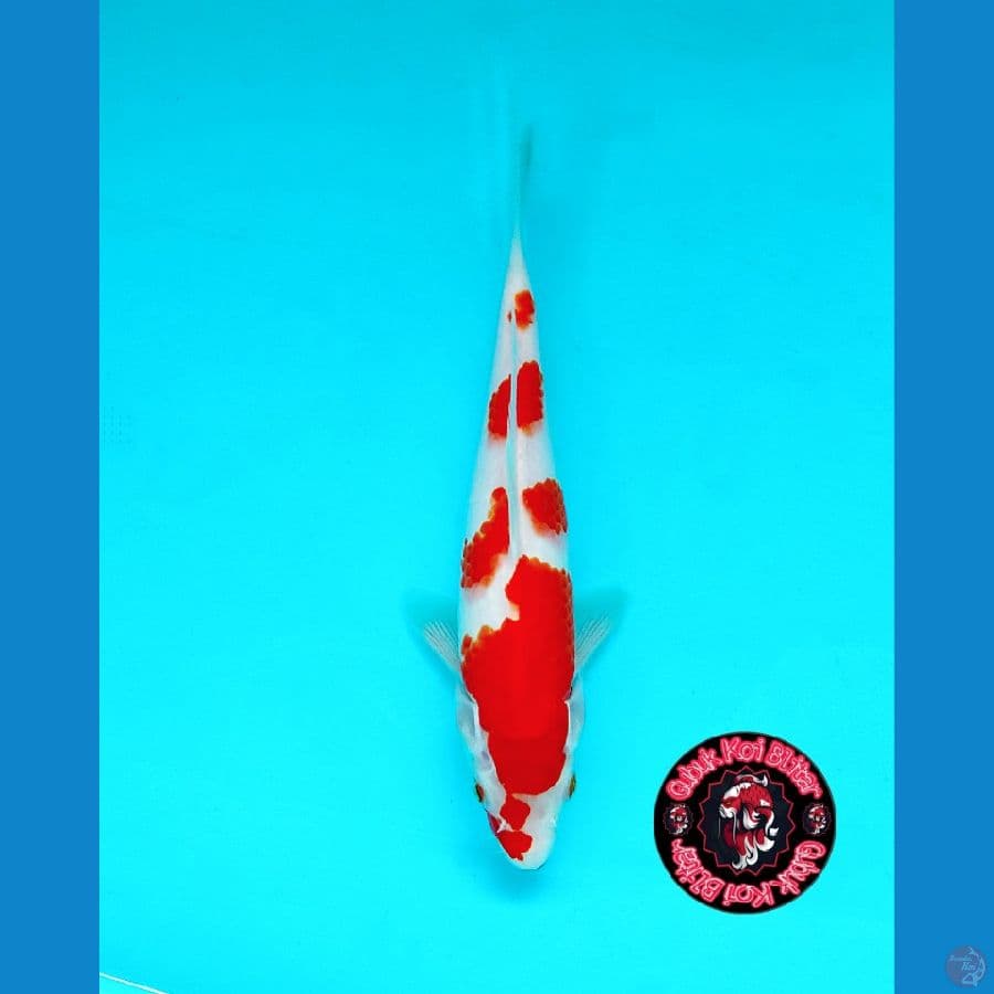 BABY 6 ~ Kohaku Kuchibeni Ori