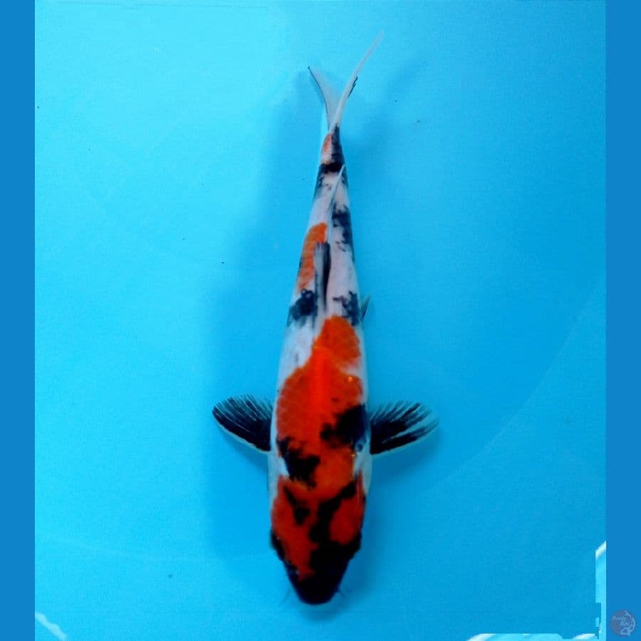 showa 22cm