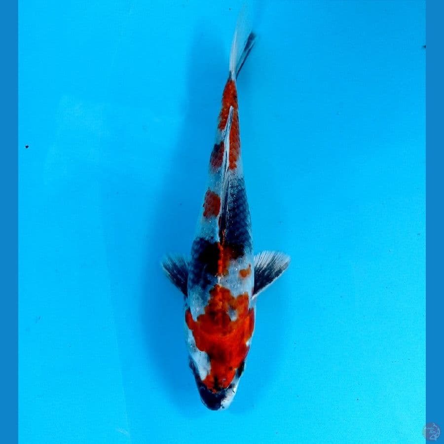 showa hikari 15 cm