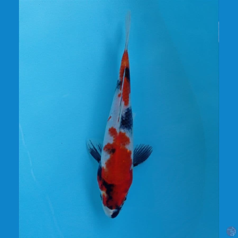 showa 19 cm