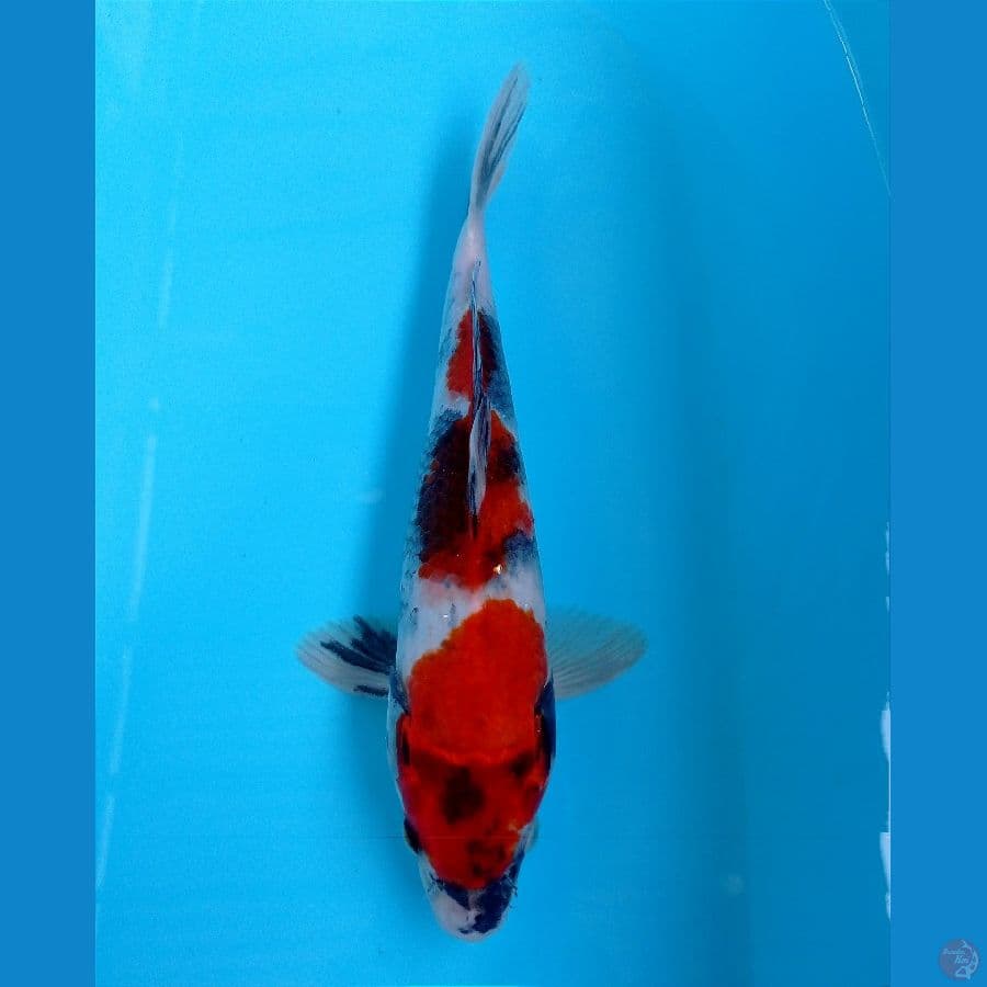 showa 25 cm