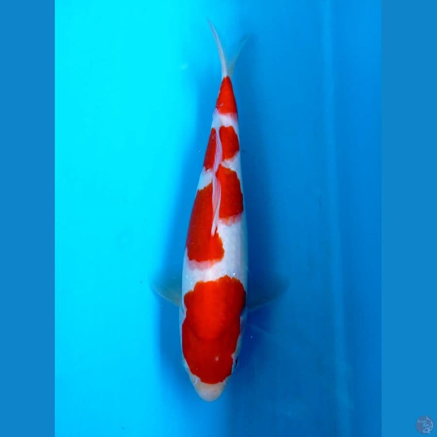 kohaku 24 cm