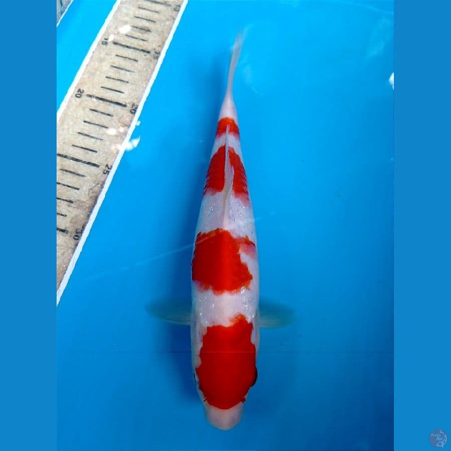 kohaku 24 cm