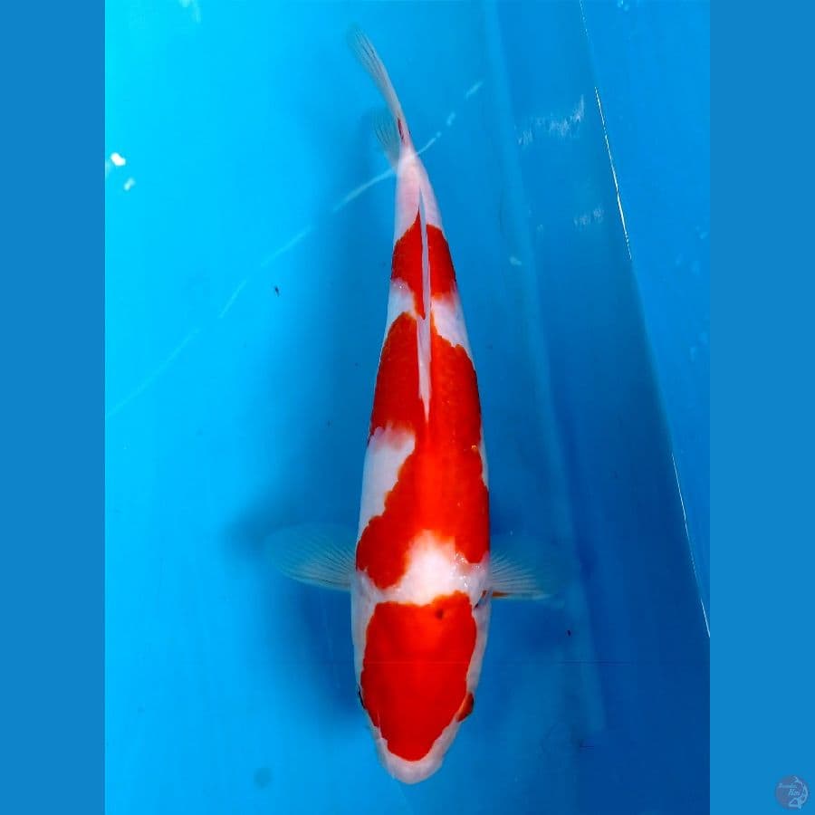 kohaku 27 cm