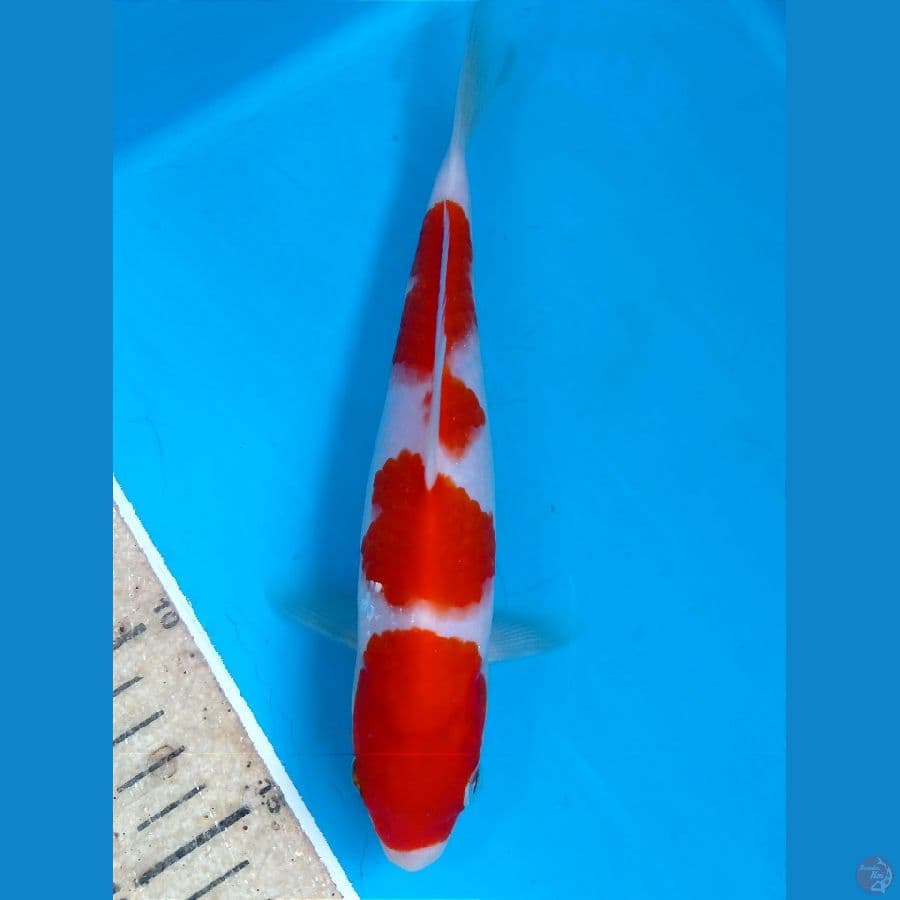 kohaku 20 cm