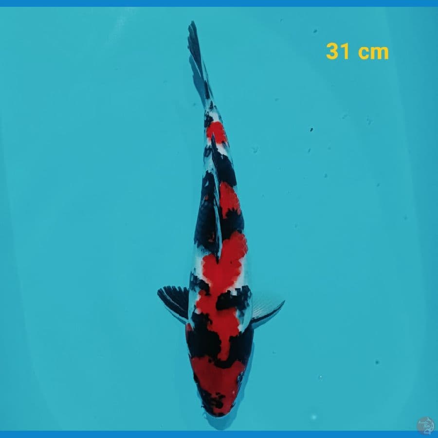 SHOWA 31 CM
