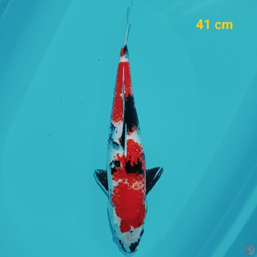 SHOWA 41 CM