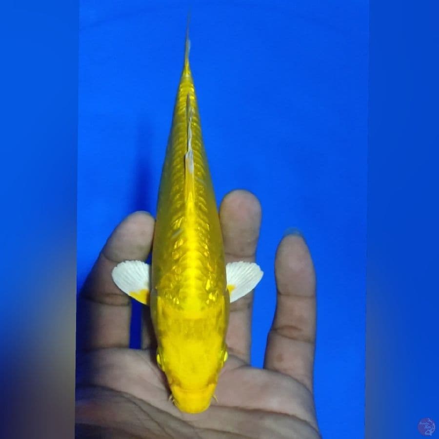 OGON DOID ARAGOKE 17CM