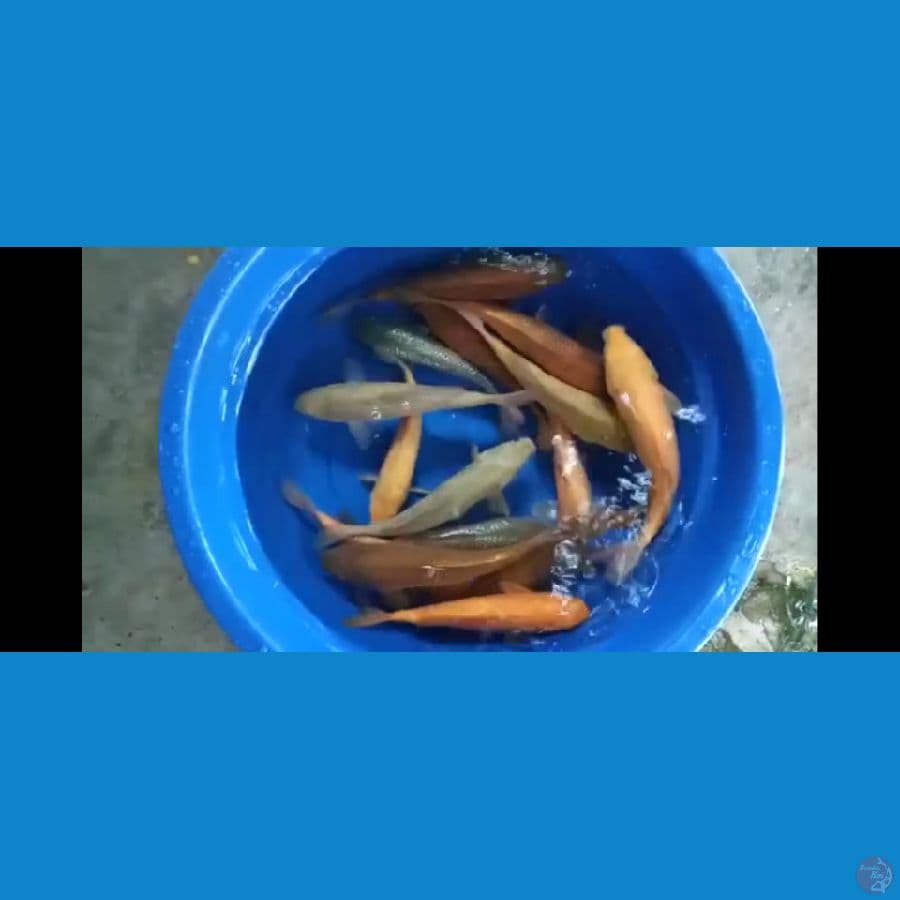 paket 15 ekor
