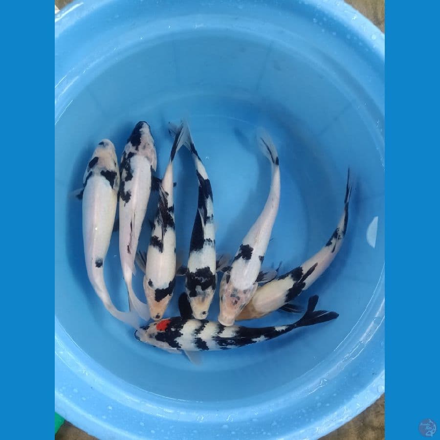 PAKET SHIRO 23-25CM