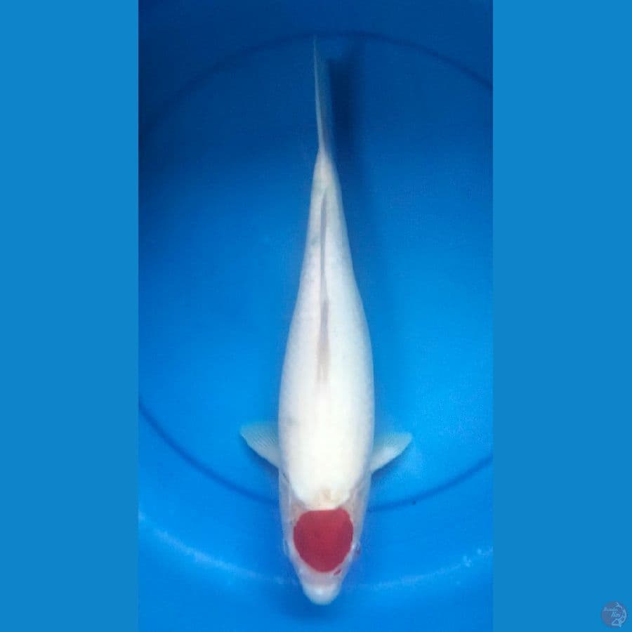 Tancho 32 cm/f