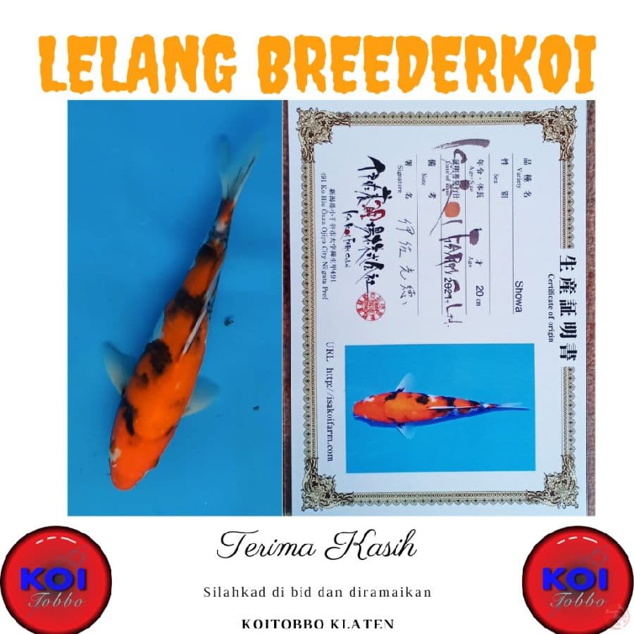 Showa SQ 28cm Import Serti