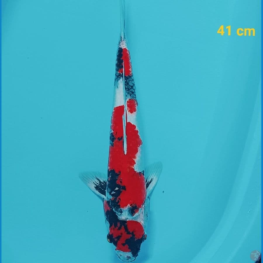 Maruten 41 cm