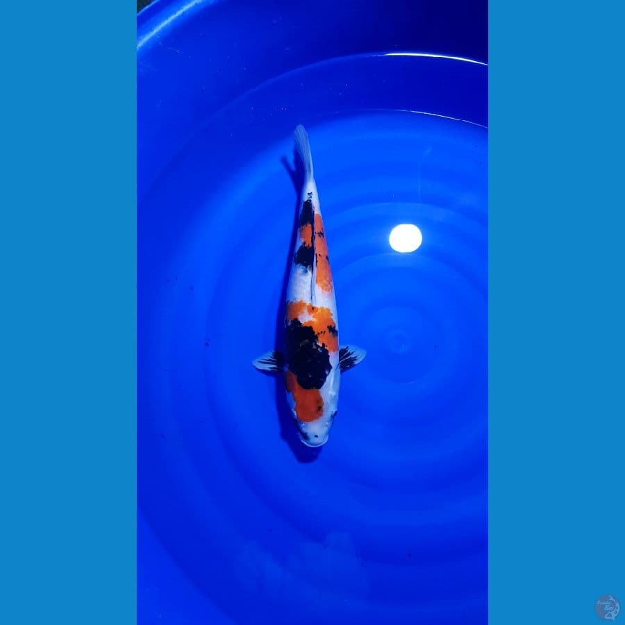 SHOWA SHANSOKU JUMBO BULKI 53 CM FEMALE