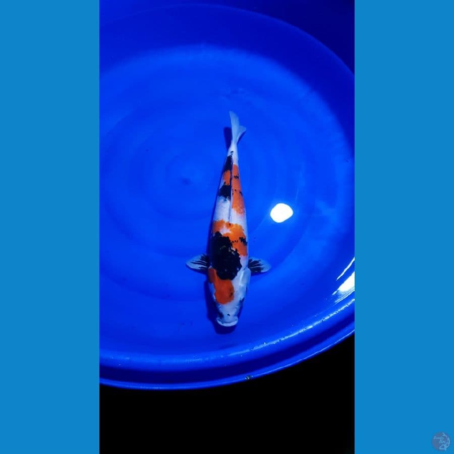 SHOWA SHANSOKU JUMBO BULKI 53 CM FEMALE