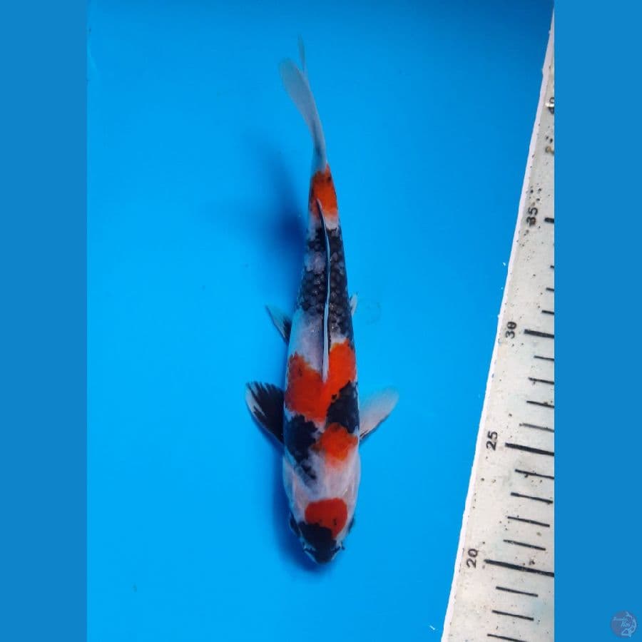 SHOWA CALON BAGUS 21CM/MALE