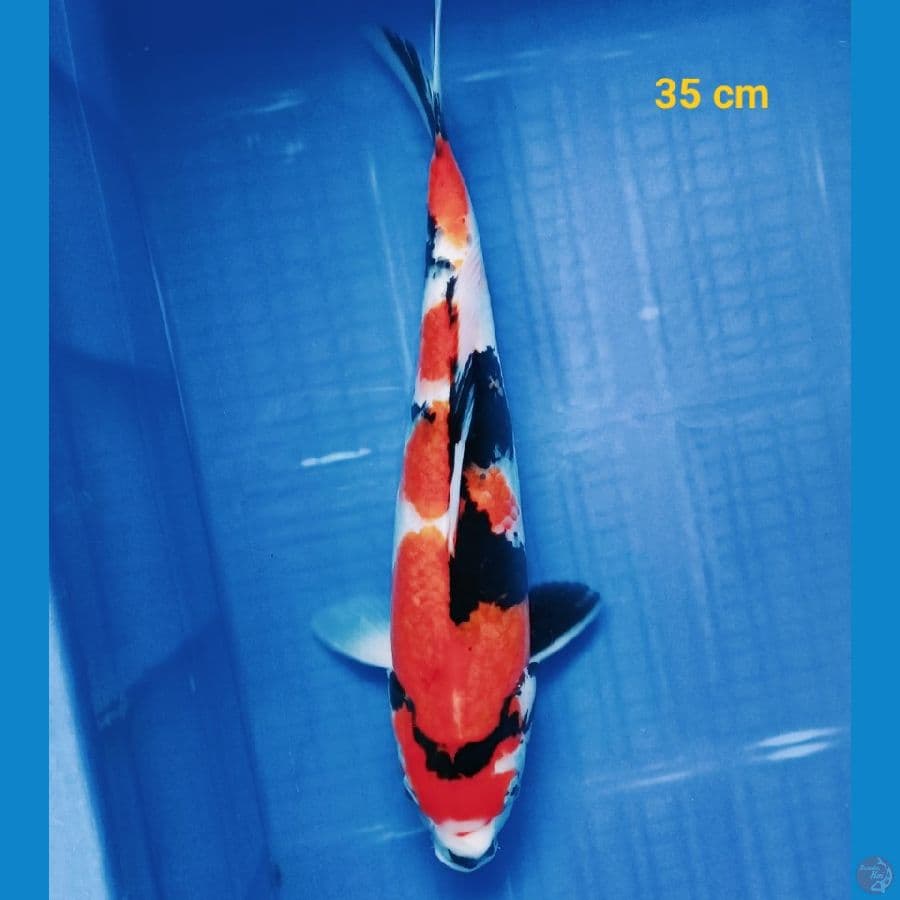 Showa 35 cm
