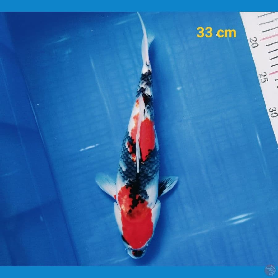 Showa 33 cm
