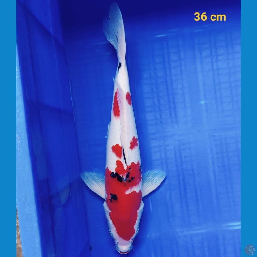 Sanke 36 cm