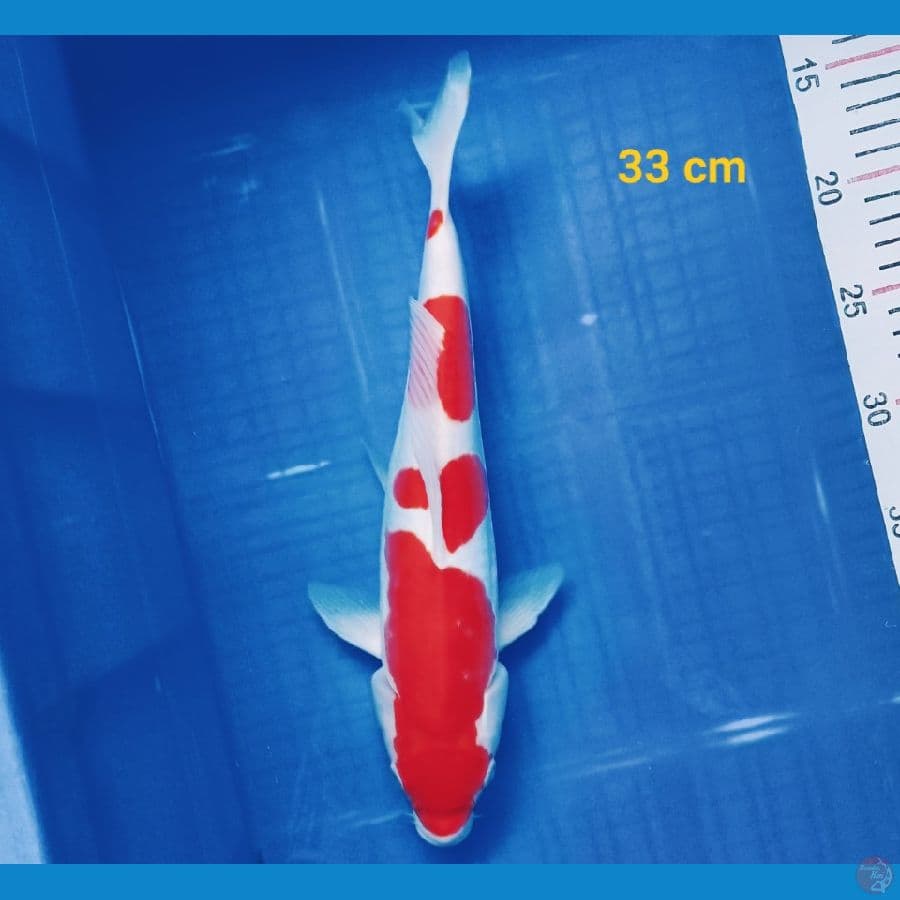 Kohaku doit 33 cm
