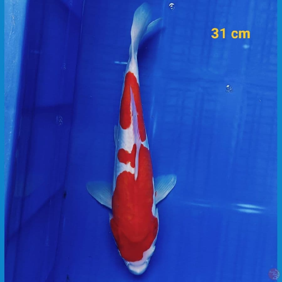 Kohaku doit 31 cm