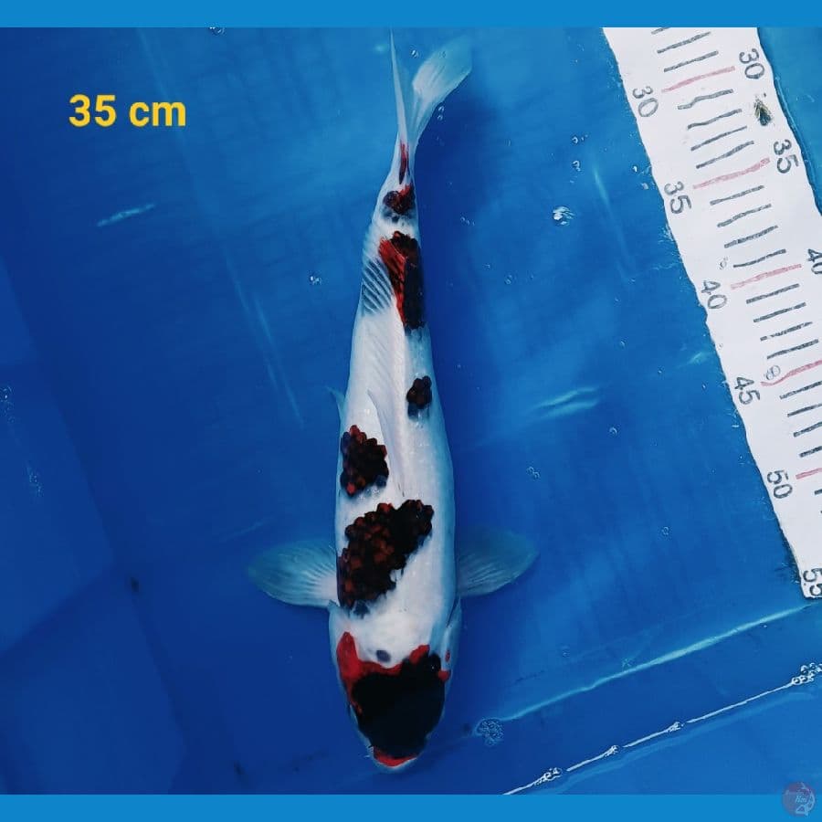 Goromo 35 cm