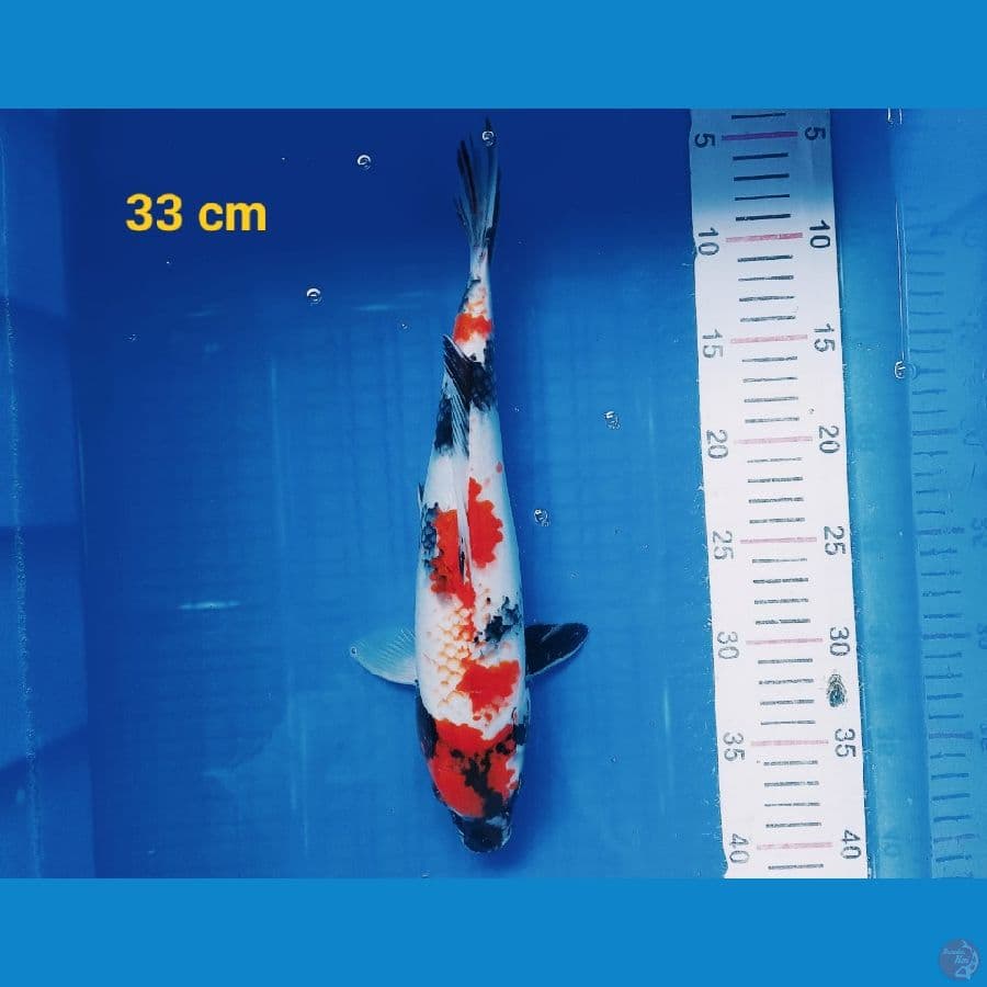 Maruten kindai 33 cm