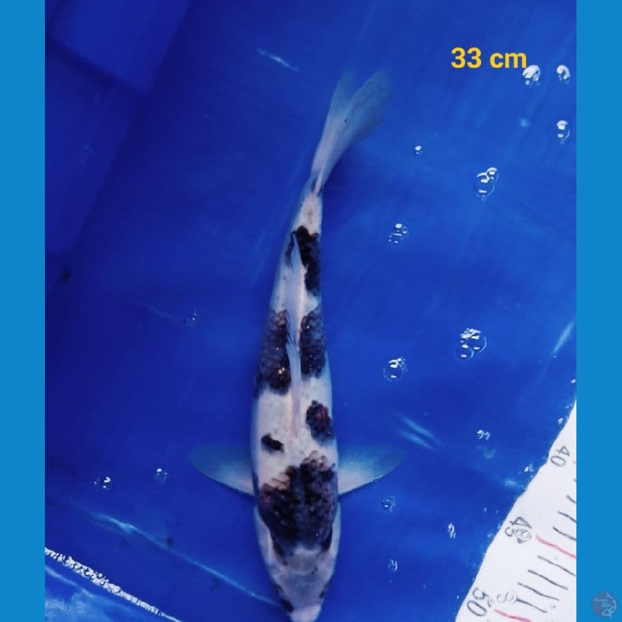 Goromo 33 cm