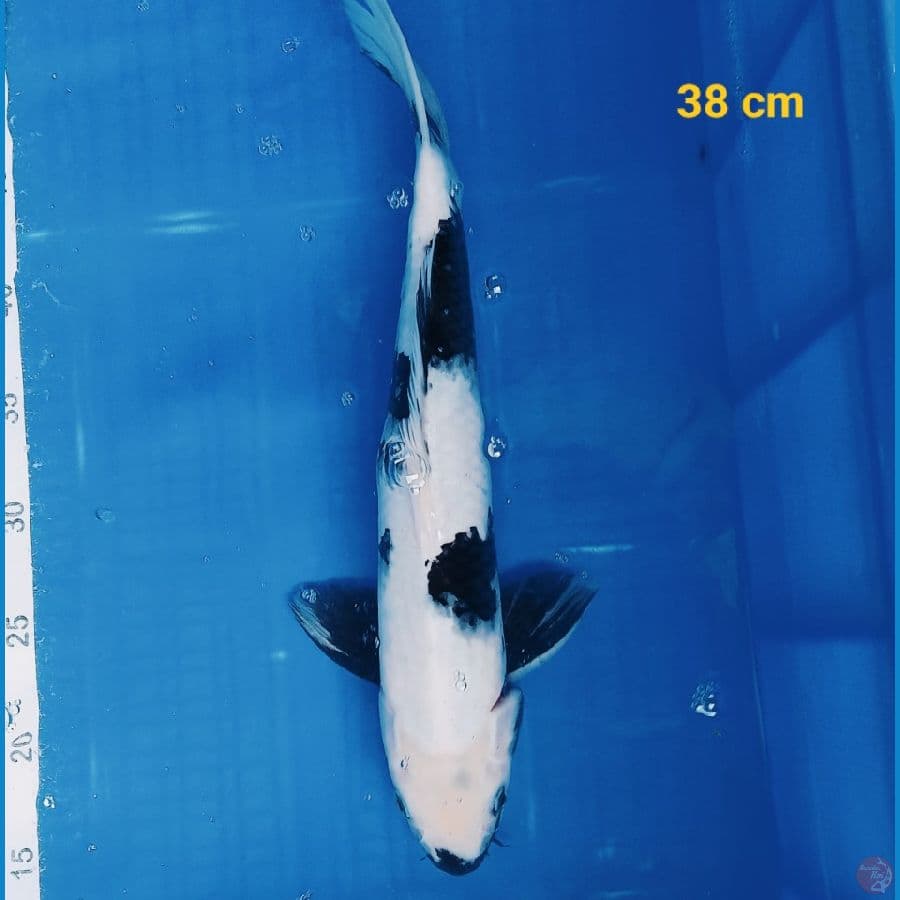 Shiro 38 cm