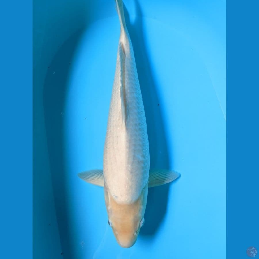 Shiromuji 48 cm