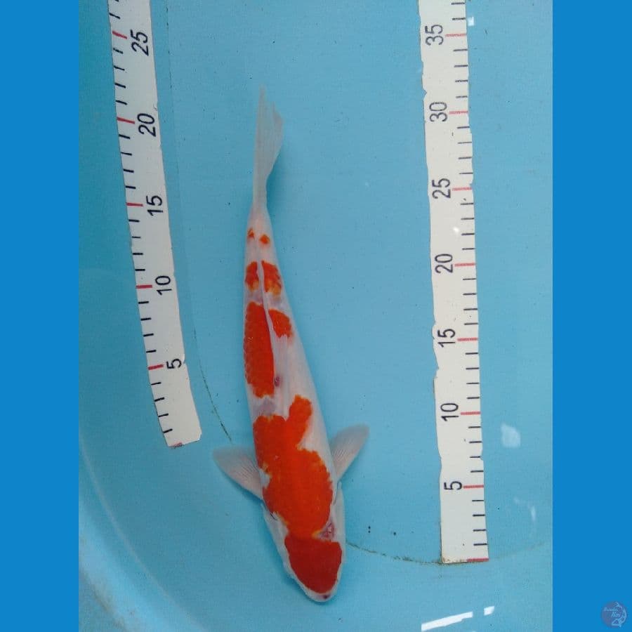 Kohaku Cut Kering